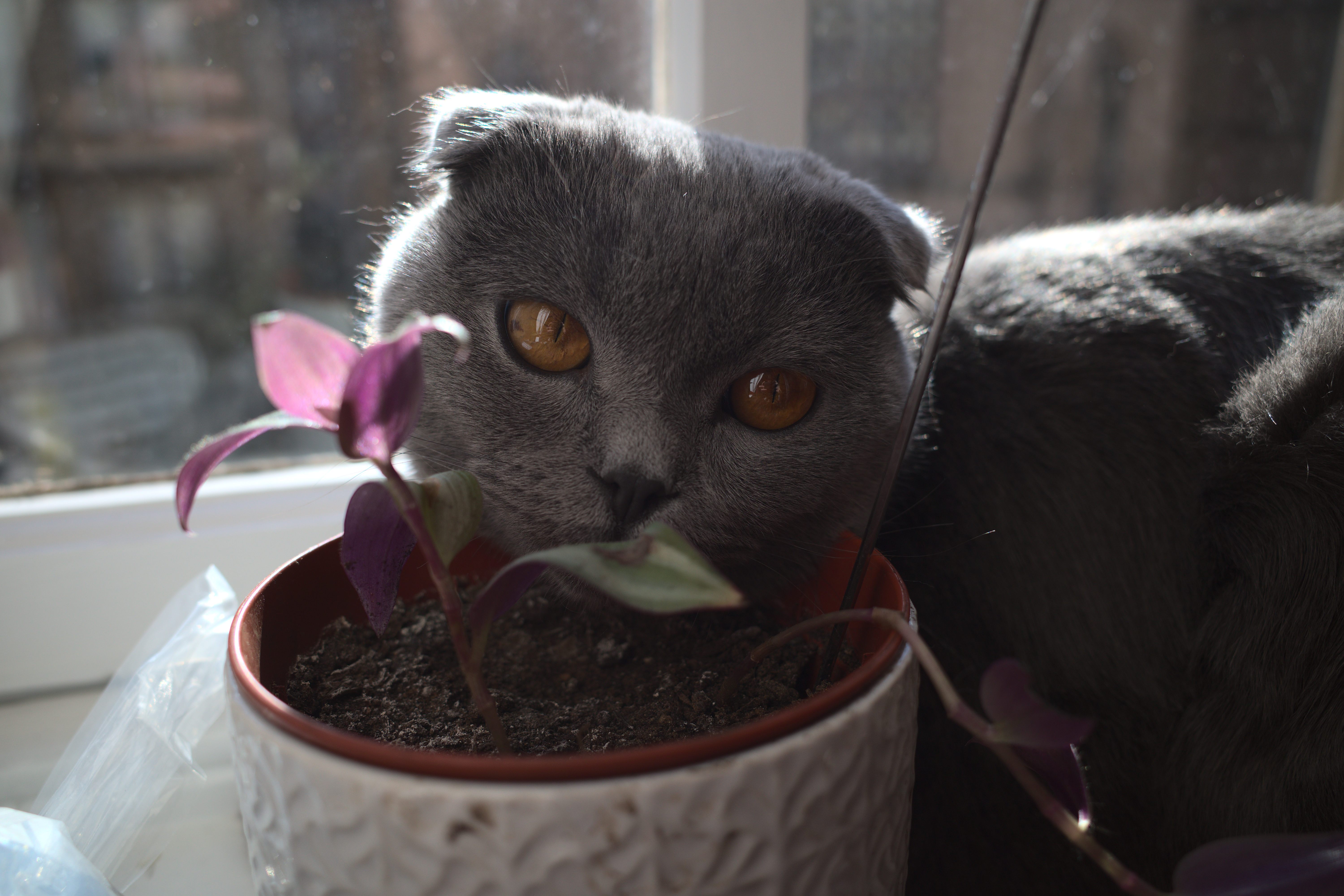 cat